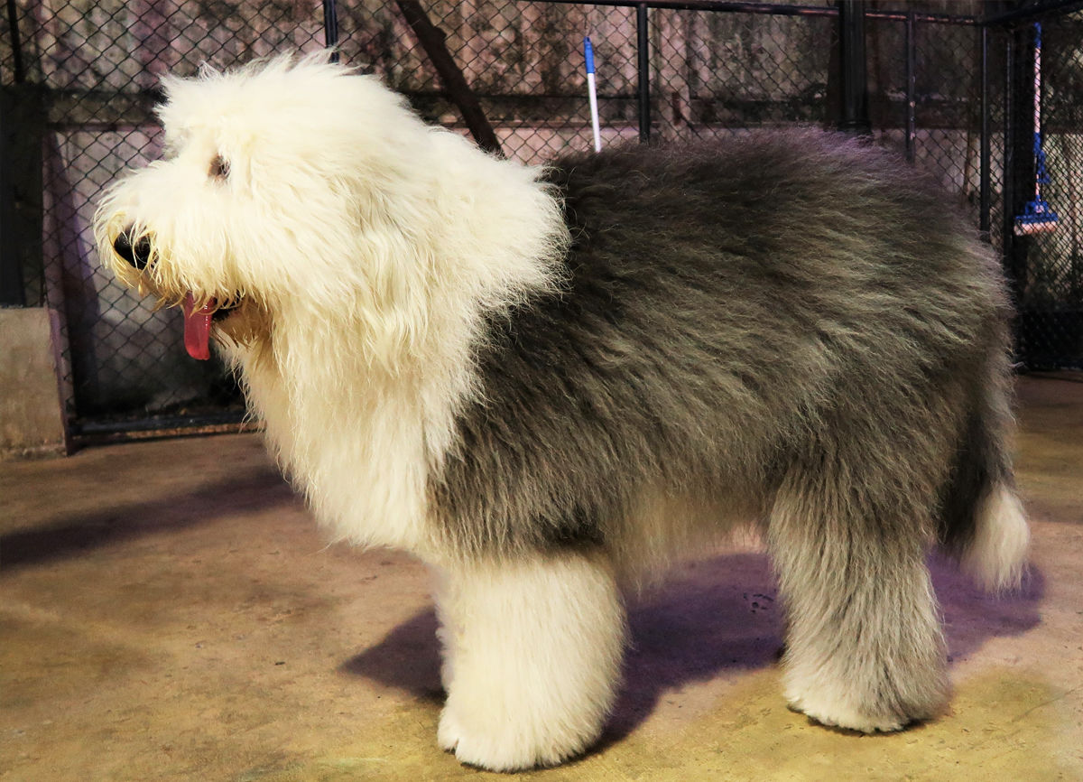 Old English Sheepdog